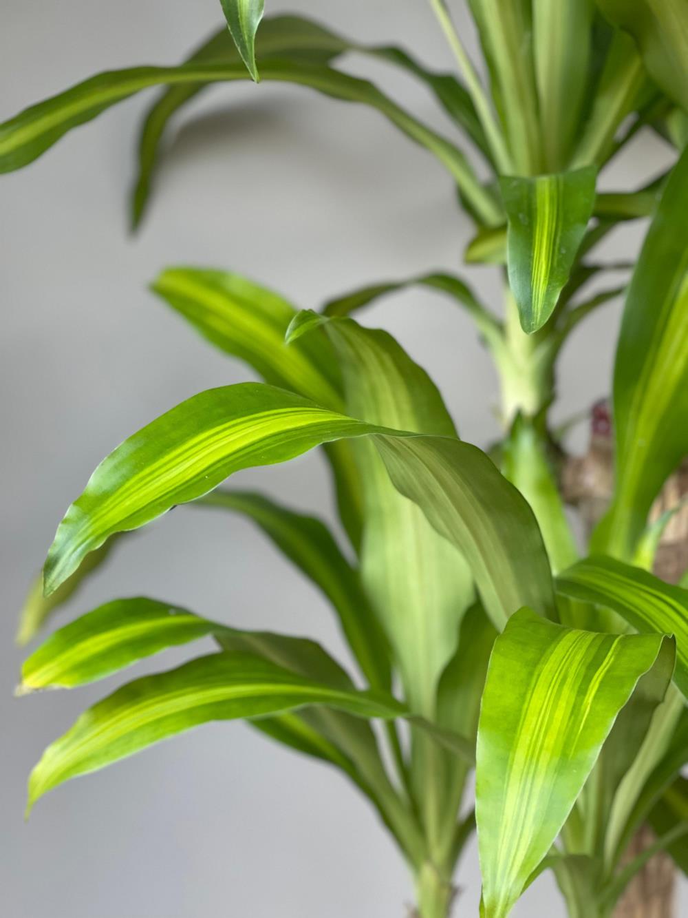 Elegant Green Yucca